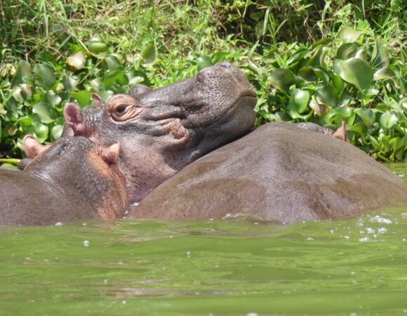 Hippos