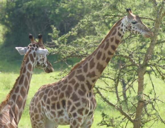 Giraffes