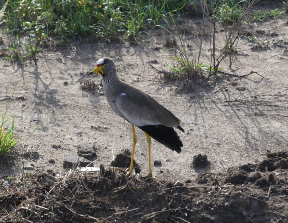 Why Uganda Is Unlike Any Other Safari Destination