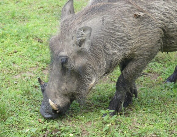 Uganda’s Tourism: The Pearl of Africa Explained